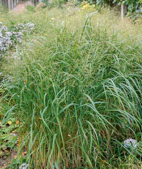 A Stately Sight In The Landscape Panicum Virgatum Switch Grass Is A