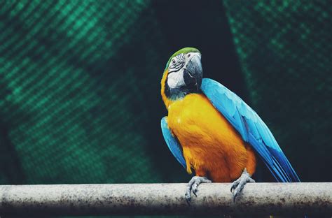 Free Images Bird Beak Macaw Parrot Fauna Toucan Feather