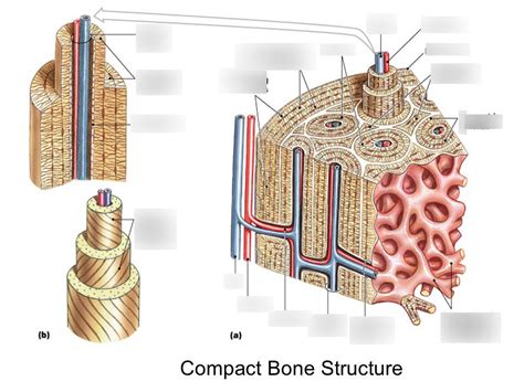 Bone Tissue Structure L4 Diagram Quizlet