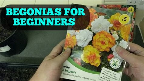 How To Grow Begonia Tubers For Beginners 2019 Part 1 Youtube