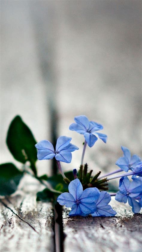 Hd 1440x2560 Blue Flowers Mobile Phone Wallpapers Blue