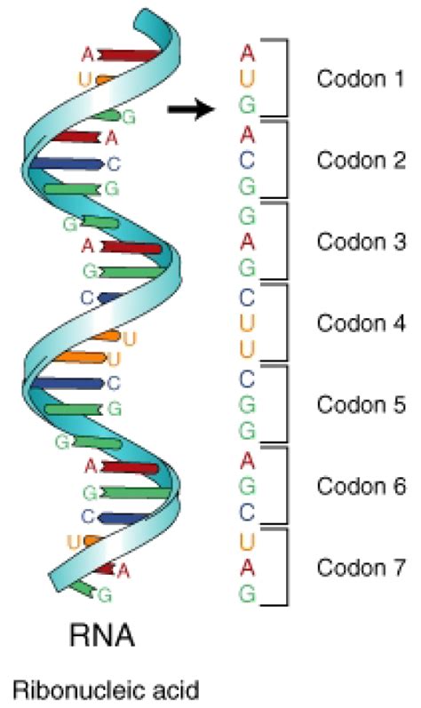 BOLO Biology Newsletter Archive: Codons, Anticodons ...