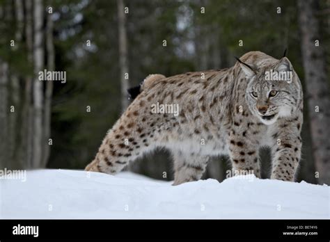 A Lynx Hunting In The Snow Stock Photo Alamy