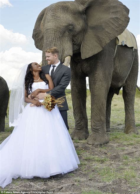 Photos Of A Couples Zimbabwe Wedding Alongside Elephants Daily Mail
