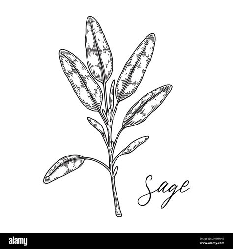 Salvia Officinalis Illustration Fotografías E Imágenes De Alta