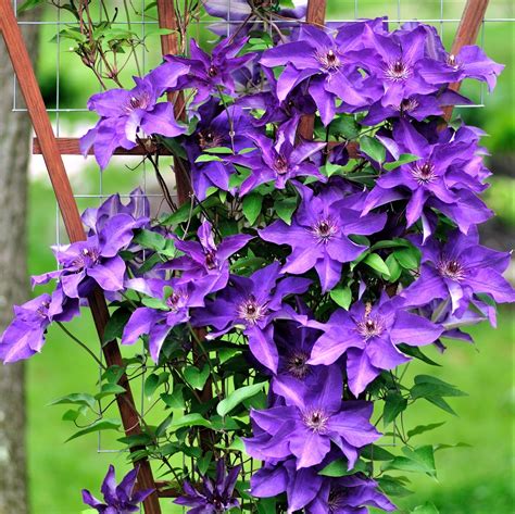 Clematis are a beautiful perennial flowering vine which many gardeners treasure for their long bloom times and performance in sunny locations. Clematis The President | Easy To Grow Bulbs