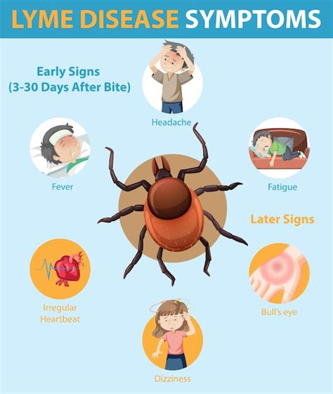 Infografía De Información De Síntomas De La Enfermedad De Lyme Vector