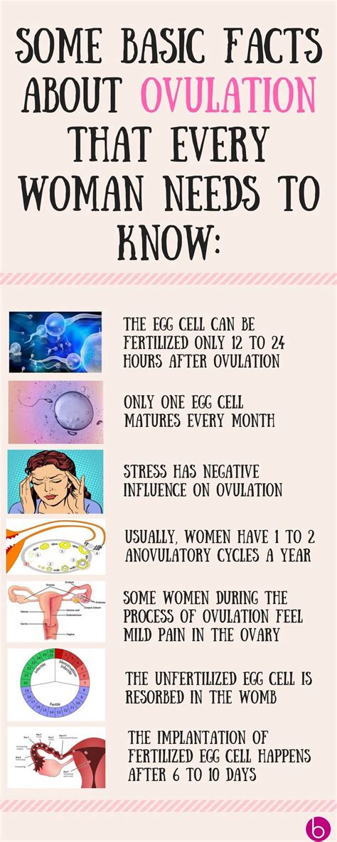 What are the most important ovulation symptoms? Pin on Bebe