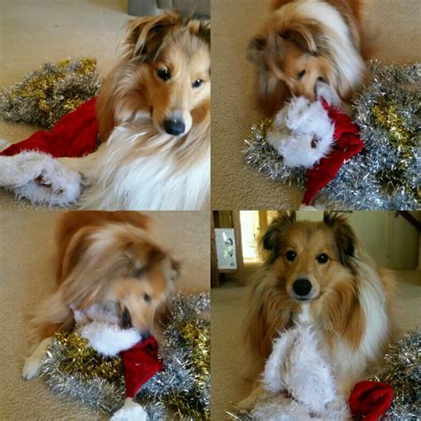 Olly Loves Anything Fluffy Including Santas Hat Corgi