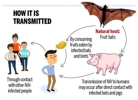 Suggest these to prevent being infected by the niv virus: Transmission of Nipah Virus | Download Scientific Diagram