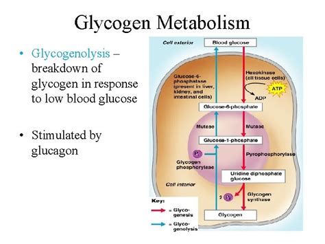 Chapter Glycogen Metabolism And Gluconeogenesis Glycogen Is