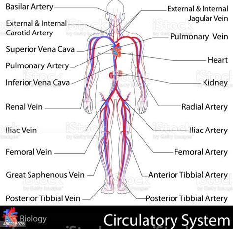 A Graphical Labeled Representation Of The Circulatory System Stock