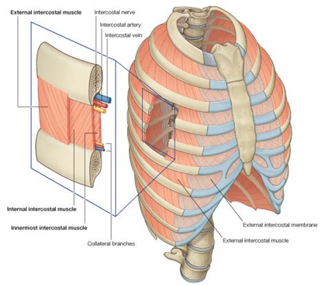 The ribs are the skeletal protection for the lungs and the chest cavity. Spiral anatomy and movement, continued. - Ancestral Movement