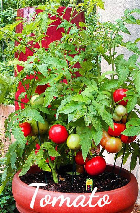You can grow lots of vegetables, even with limited space, if you learn these seven secrets. 12 vegetables that are easy to grow indoors | Planting ...