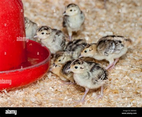 Baby Pheasants High Resolution Stock Photography And Images Alamy