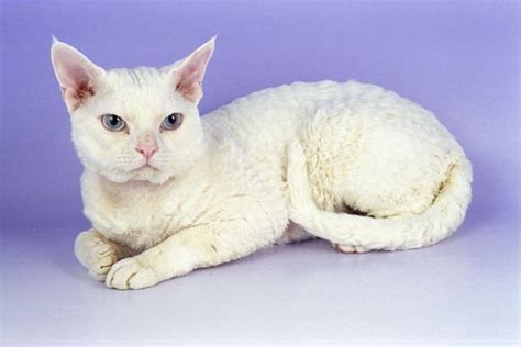 Devon Rex Loves To Cuddle Wavy Coat Doesnt Shed Much If At All