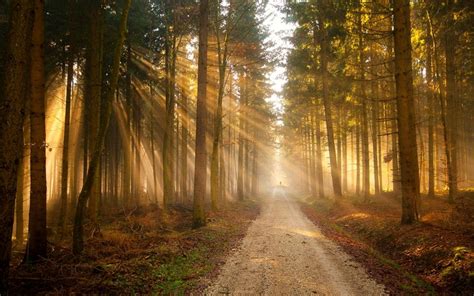 Nature Trees Forest Photography Path Sunlight Forest Light