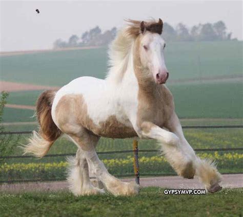 The gypsy foals of northern lights are carefully planned with ideals in mind for each year. Gypsy Vanner Horse for Sale | Stallion | Buckskin Pearl | Erwin