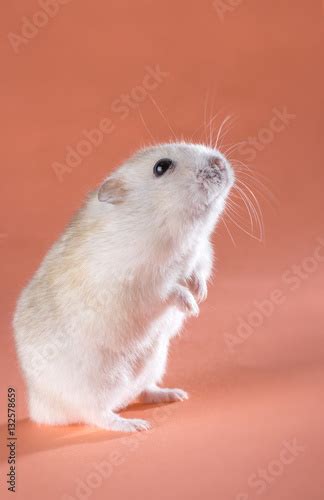 Photo Jungar Hamster Standing On Hind Legs Foto De Stock Adobe Stock