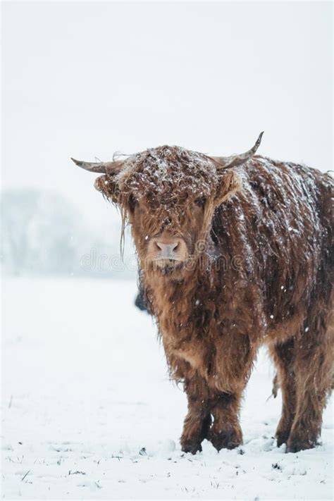 Scottish Highlander Cow Cattle Covered With Snow In Nature 2022 Stock