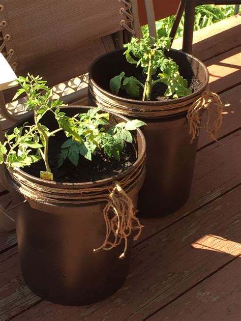 Sticks and stakes can be used as support in a garden. Diy 5 gallon bucket patio container tomato planter Spray a ...