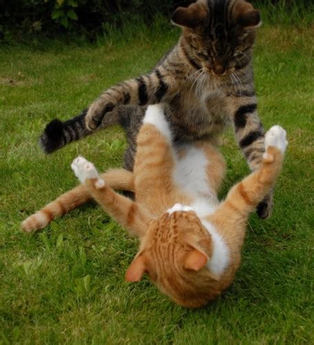 Create Meme Dumalag Dumalag Funny Cat Cat Fight Pictures