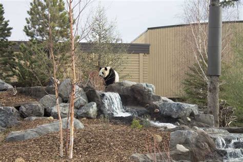 Meet The Four Giant Pandas Living In The Calgary Zoos Panda Passage