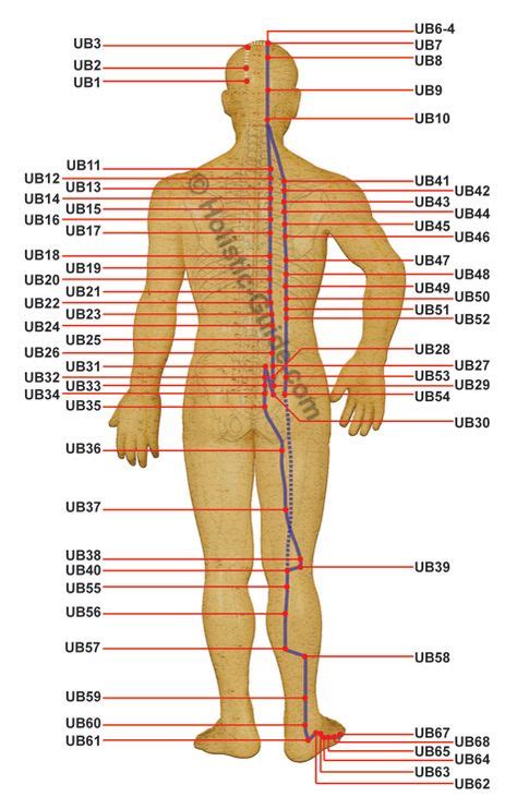 Urinary Bladder Meridian Acupuncture Points Feeling Good Bexiga