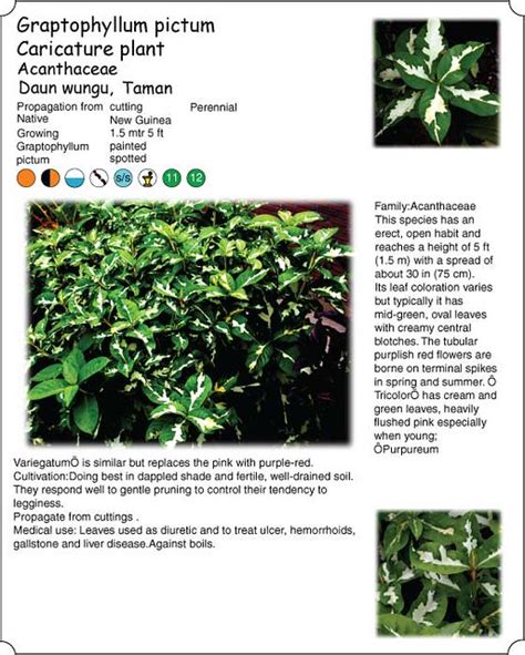 We did not find results for: 8000 Gambar Daun Wungu Terbaru - Gambar ID