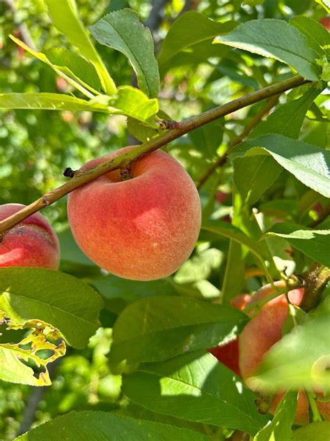 Buy and Sell in Fort Worth, Texas | Facebook Marketplace