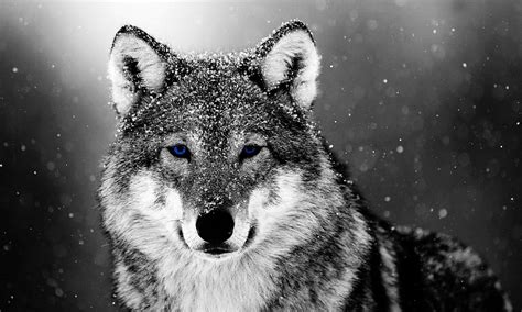 Black Wolf In Snow Wallpapers Wolf Wallpaperspro