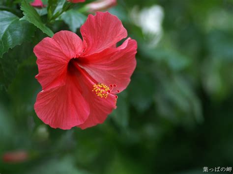 Hibiscus Chinese Rose Red 1600 X 1200