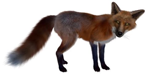Fox Png