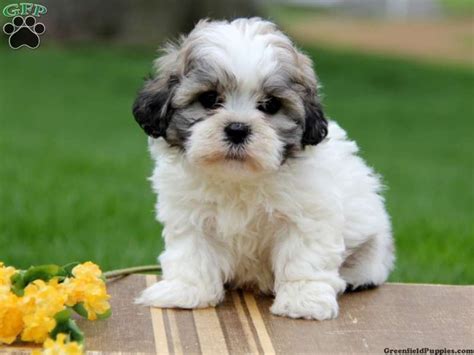 1000 Images About Teddy Bear Zuchon Puppies And Dogs Bichon Shih Tzu