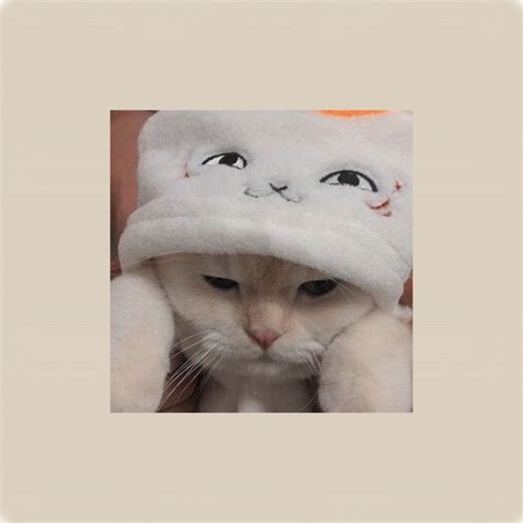 Create Meme A Cat In A Hat Aesthetics Cute Cats Aesthetics Cute Cats