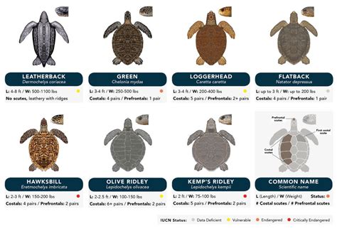 Types Of Sea Turtles Chart