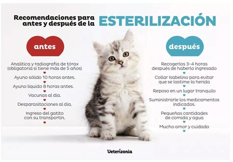 Campaña esterilización gatos Valencia Veterizonia