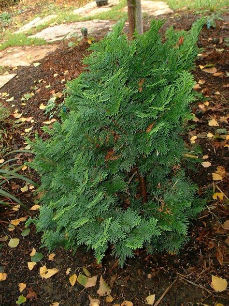 Plantfiles Pictures Hinoki False Cypress Chamaecyparis Obtusa 1 By
