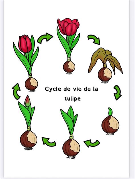 Cycle De Vie De La Tulipe Lecture Sciences Ce Cp La Salle Des