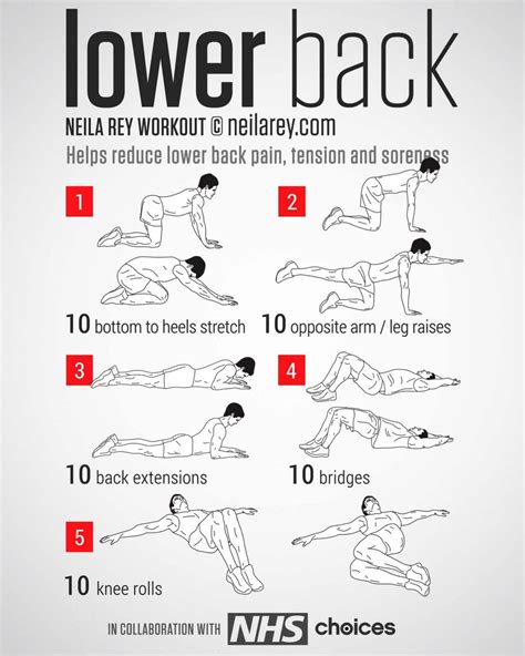Lower Back | Lower back exercises, Back exercises, Back 
