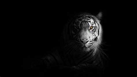White Tiger Wallpaper 4k Dark Aesthetic Bengal Tiger