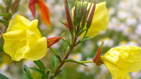 How To Grow Evening Primrose Oenothera And Possible Problems