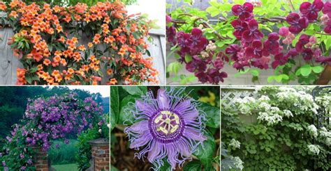 Top 5 Choices For Vines And Climbing Plants World Of