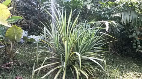 Natural Pandanus Baptistii Pandanus Sanderi O Pandano Variegado