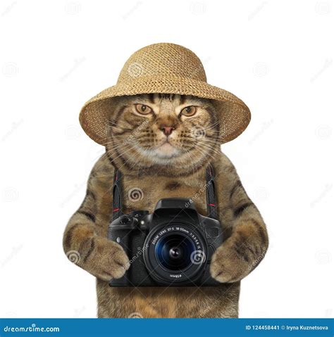 Cat With Camera 2 Stock Image Image Of Hobby Light 124458441