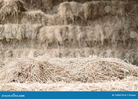 Heap Of Rice Straw Hay In Farm Stock Photo Image Of Crop Agriculture