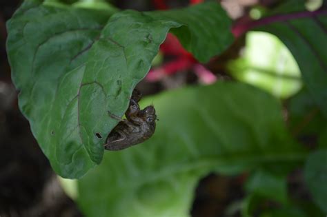 Previous story scary glitch noise. Cicadas: sounds of summer - Homegrown Iowan
