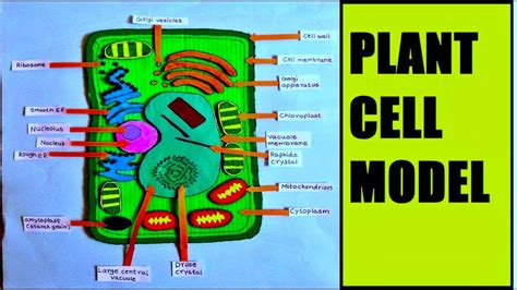 Plant Cell Model Making Using Cardboard Science Project Biology