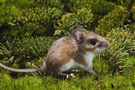 Deer Mice And Other Disease Carrying Mice Can Be Deadly