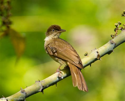 Posting From Panaga Brown Birds